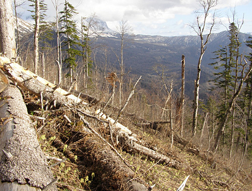 In the territory of the monument of nature "Upstream of Pshekha and Pshekhashkha Rivers", April 10, 2008. Courtesy of the "NABU-Kavkaz" Nature-Protection Centre