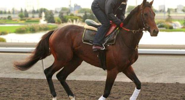 Racing horse Mikhail Glinka, belonging to Ramzan Kadyrov, at the Pattison Canadian International Stakes, Canada, Woodbine, October 16, 2011. Photo: www.woodbineentertainment.com