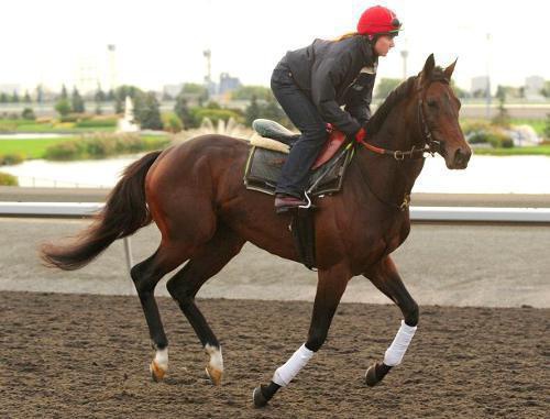 Racing horse Mikhail Glinka, belonging to Ramzan Kadyrov, at the Pattison Canadian International Stakes, Canada, Woodbine, October 16, 2011. Photo: www.woodbineentertainment.com