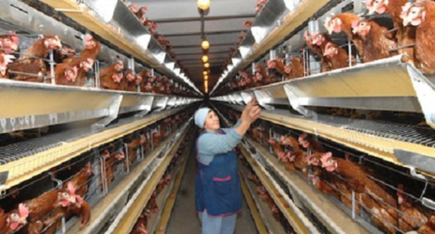 Poultry farm. Photo by Ivan Zhuravlev, "Yugopolis"