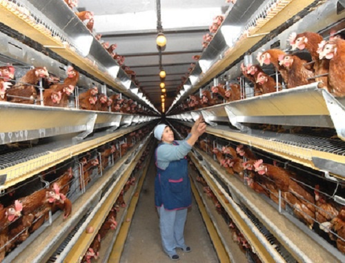 Poultry farm. Photo by Ivan Zhuravlev, "Yugopolis"