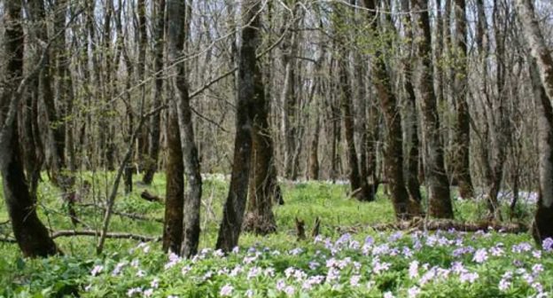 "Russkiy Les" near the city of Stavropol. April, 2011. Photo by the Ministry of Natural Resources of Stavropol region.