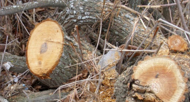 Traces of tree cutting down revealed by activists of social organization "Bicycle+" in Azat Gorge of Armenia, January 6, 2012. Photo from Samvel Ovanesyan's page on the Facebook: http://www.facebook.com/samoxsamox