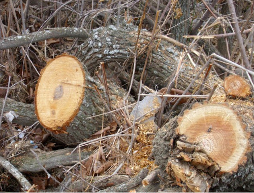 Traces of tree cutting down revealed by activists of social organization "Bicycle+" in Azat Gorge of Armenia, January 6, 2012. Photo from Samvel Ovanesyan's page on the Facebook: http://www.facebook.com/samoxsamox