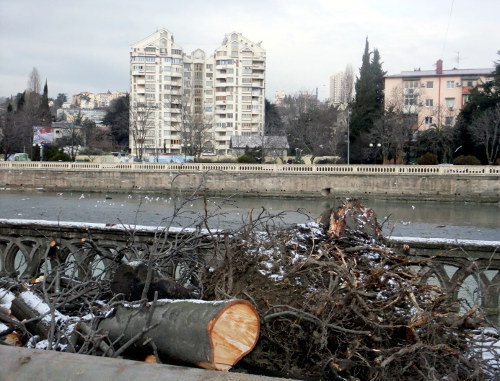 Felled chestnuts on embankment in Sochi, February 10, 2012. Photo by Svetlana Kravchenko for the "Caucasian Knot"