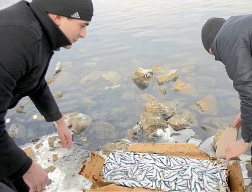 Students feeding birds on the Caspian Sea shore, Makhachkala, February 14, 2012. Courtesy of the press service of the Ministry for Natural Resources and Ecology of Dagestan