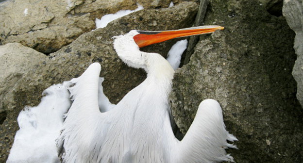 A pelican that perish from starvation on a Makhachkala beach, February 15, 2012. Courtesy of the Dagestani Branch of the HRC "Memorial"