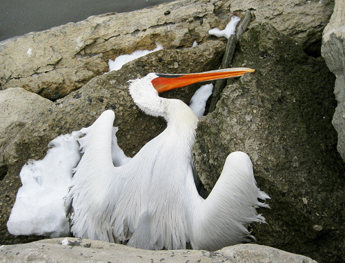 A pelican that perish from starvation on a Makhachkala beach, February 15, 2012. Courtesy of the Dagestani Branch of the HRC "Memorial"