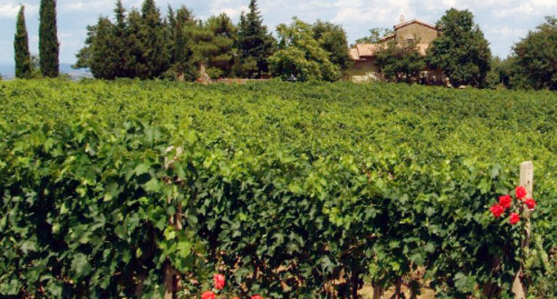 Vineyard in Montalcino, Tuscany, Italy. Photo: Giovanni, http://www.flickr.com/photos/pracucci