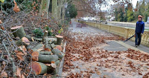 Converted timber in the streets of Sochi. November 2014. Photo by Svetlana Kravchenko for the "Caucasian Knot"