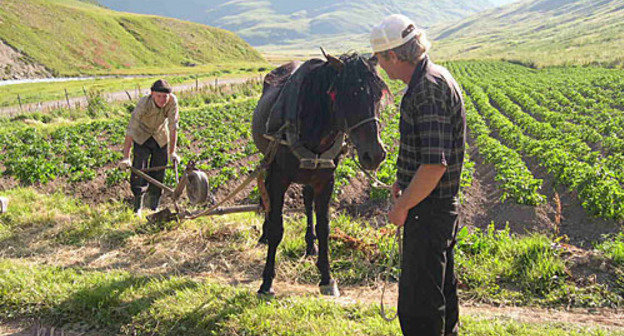 North Ossetia, Alagir District. Peasants from Bad mountainous village at tillage. Photo by the "Caucasian Knot"