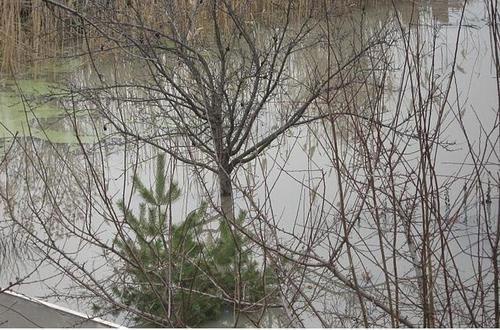 Flooded Horticultural Comradeship "Polygraphist". Rostov-on-Don. Photo by http://picasa.google.com