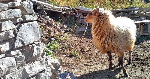 A lamb to sacrifice. Photo by Patimat Makhmudova for the "Caucasian Knot"