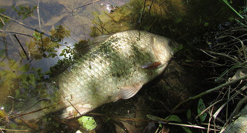 Carp trying to respire in the clean water during the drought in summer of 2015. Photo by Vyacheslav Yaschenko for the "Caucasian Knot"