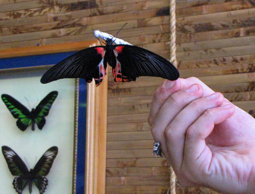 Park of live butterflies in Rostov-on-Don, Rumyantsev's swallowtail butterfly. July 31, 2010. Photo by the "Caucasian Knot"