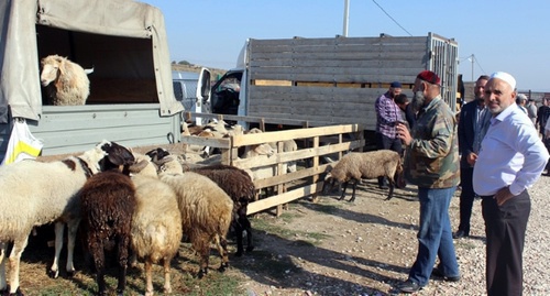 Sale of sacrificial rams at the fair in Ingushetia. Photo: Minselhozri.ru