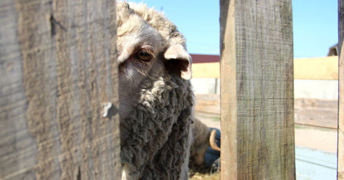 A sacrificial sheep. Photo by Magomed Magomedov for the "Caucasian Knot"