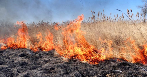 Dry cane caught fire. Photo: http://ewnc.org/node/23580