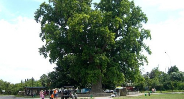 A Tulip tree in the village of Golovinka. Photo: "Hekuzhj" community on "VKontakte" social network, https://vk.com/public133046796?z=photo-133046796_456242403%2Falbum-133046796_00%2Frev