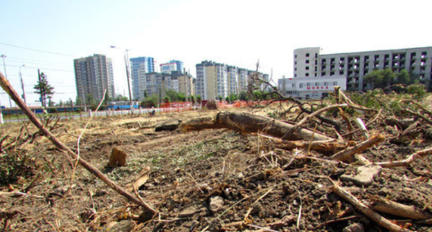 At the place where the trees were cut down near the Widow's Park at the Mamaev Mound. Volgograd, July 27, 2017. Photo by Vyacheslav Yaschenko for "Caucasian Knot"