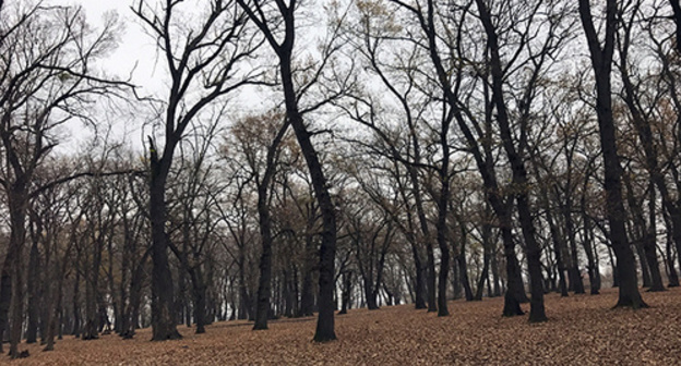 Samur Forest. Photo by Patimat Makhmudova for the Caucasian Knot. 