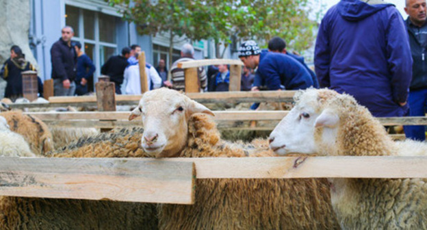 Sacrificial animals for Kurban Bayram holiday. Photo by Aziz Karimov for the Caucasian Knot.