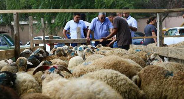 Sheep in the market on Eid al-Adha holiday. Photo by Aziz Karimov for the Caucasian Knot. 