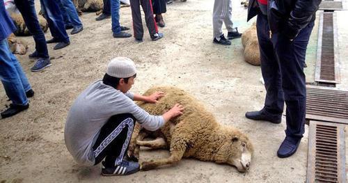 Celebration of Eid al-Adha, Makhachkala, 2014. Photo by Patimat Makhmudova for the Caucasian Knot. 