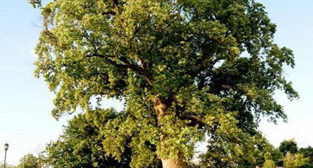 The Tulip Tree in the dwelling settlement of Golovinka, Lazarevsky District of Sochi. Photo from the website "Flora Zemli"