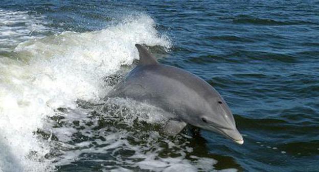 A dolphin. Photo: NASAs https://ru.wikipedia.org