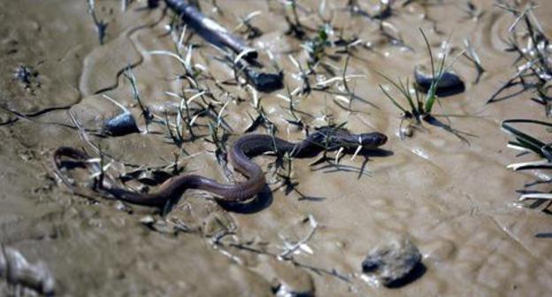 A snake. Photo: REUTERS/Navesh Chitrakar