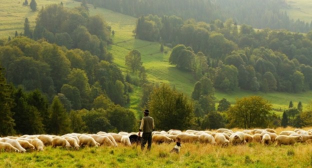 A shepherd with a herd of sheep. Photo: pixabay.com/