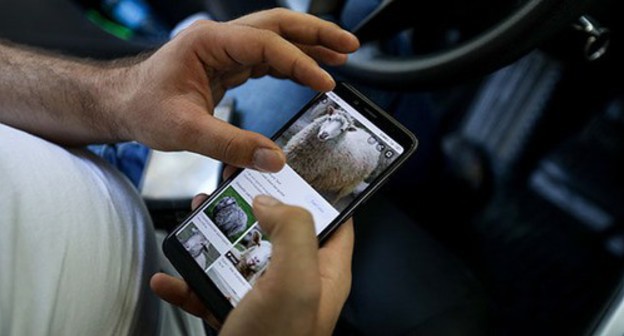 A resident of Baku choosing a sacrificial animal online. Baku, July 31, 2020. Photo by Aziz Karimov for the "Caucasian Knot"