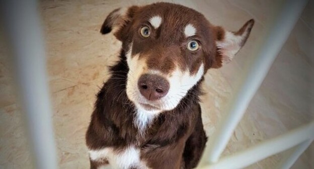 A dog in a cage at the centre that takes care of stray dogs. Photo by the press service of the "Centre for the Protection of Animals" in Baku https://ideacares.az/en/pet-adoptions