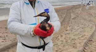 A bird stained with fuel oil. Photo: the operational headquarters of the Krasnodar region