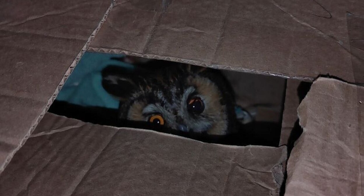 An owl from the shelter in Tuapse. Photo: Chronicles of Razliv / Telegram An owl from the shelter in Tuapse. Photo: Chronicles of Razliv / Telegram