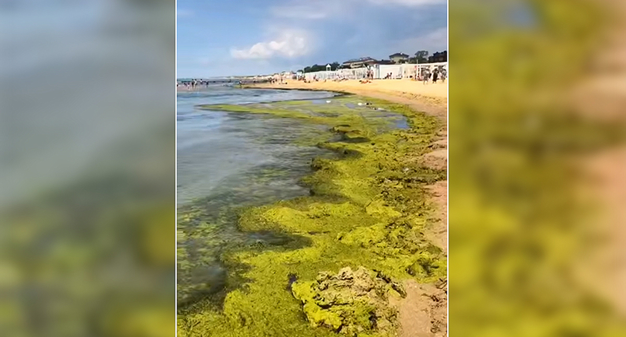 Seaweed on a beach in Anapa. Still from video https://t.me/tipichkras/80252 Seaweed on a beach in Anapa. Still from video https://t.me/tipichkras/80252